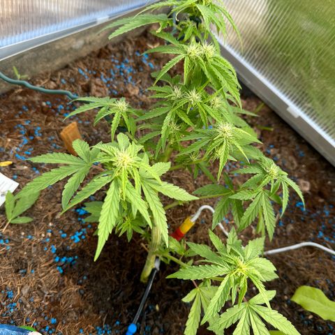 #1 Auto Orange Bud growlog timeline photo