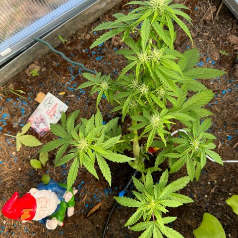 #1 Auto Orange Bud growlog timeline photo