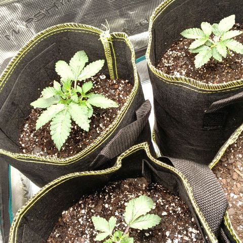 Gorilla Glue growlog photo: Topped big one for 2nd time