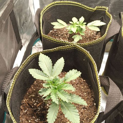 Gorilla Glue growlog timeline photo