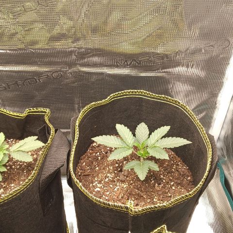 Gorilla Glue growlog timeline photo