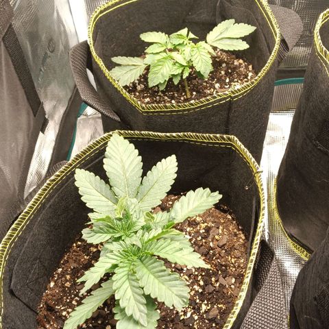 Gorilla Glue growlog timeline photo