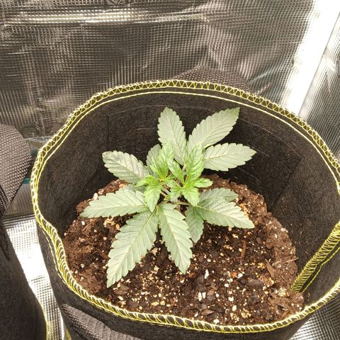 Gorilla Glue growlog timeline photo