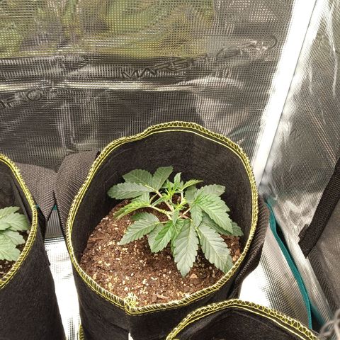 Gorilla Glue growlog timeline photo
