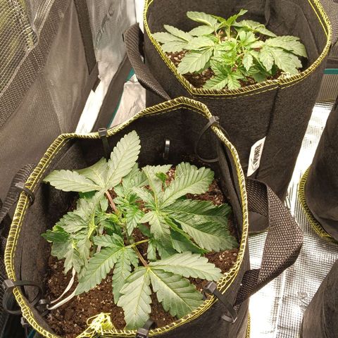 Gorilla Glue growlog timeline photo
