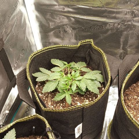 Gorilla Glue growlog timeline photo