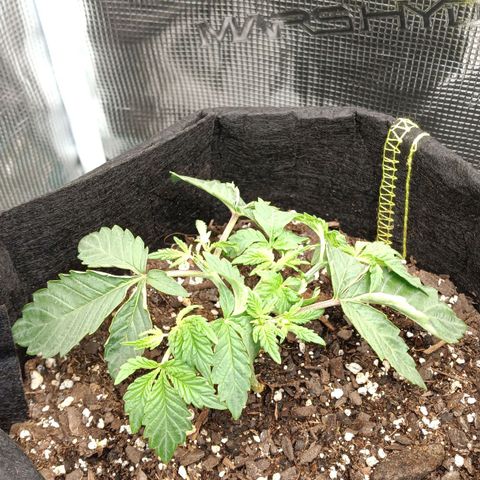 Gorilla Glue growlog timeline photo