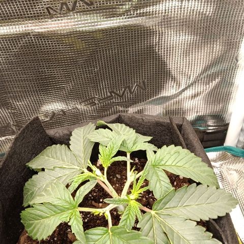 Gorilla Glue growlog timeline photo