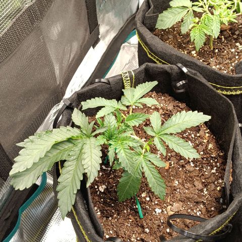 Gorilla Glue growlog timeline photo