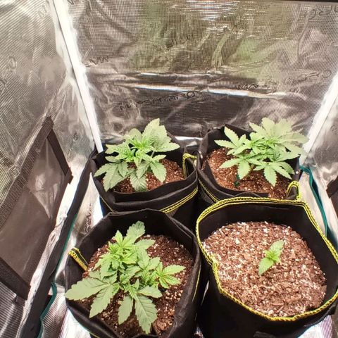 Gorilla Glue growlog timeline photo