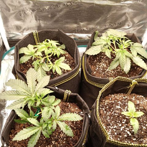 Gorilla Glue growlog timeline photo