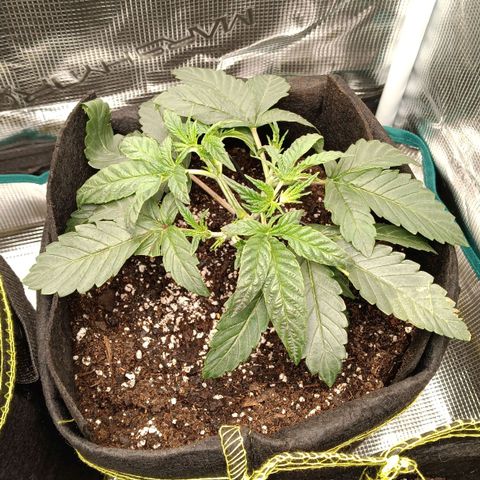 Gorilla Glue growlog timeline photo