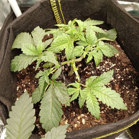 Gorilla Glue growlog timeline photo