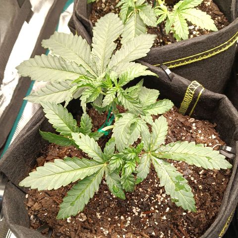 Gorilla Glue growlog timeline photo