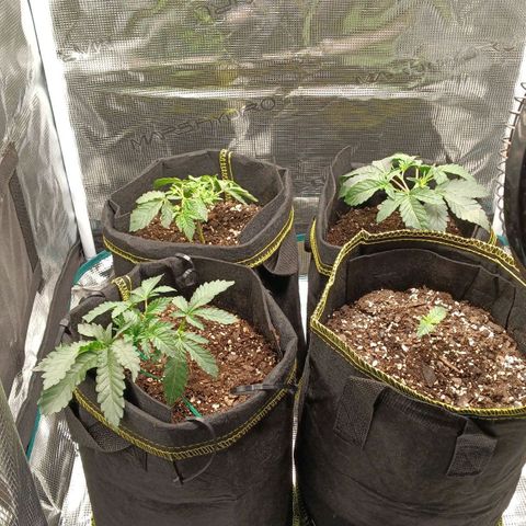 Gorilla Glue growlog timeline photo