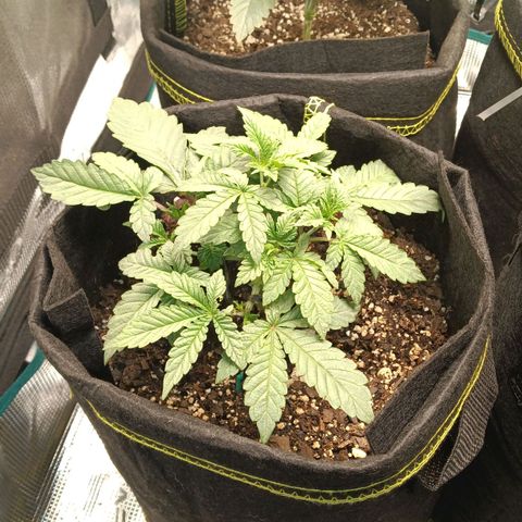 Gorilla Glue growlog timeline photo
