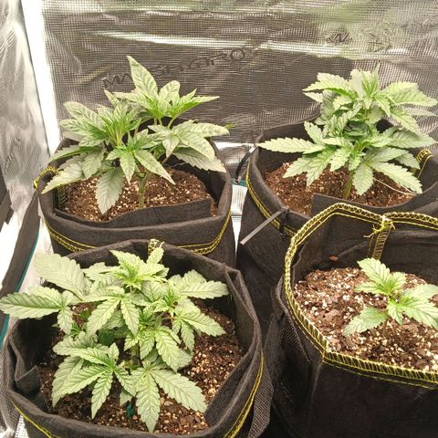 Gorilla Glue growlog timeline photo