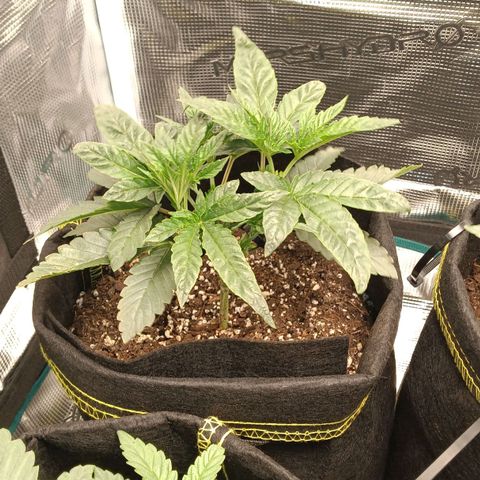 Gorilla Glue growlog timeline photo
