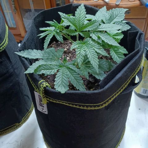 Gorilla Glue growlog timeline photo
