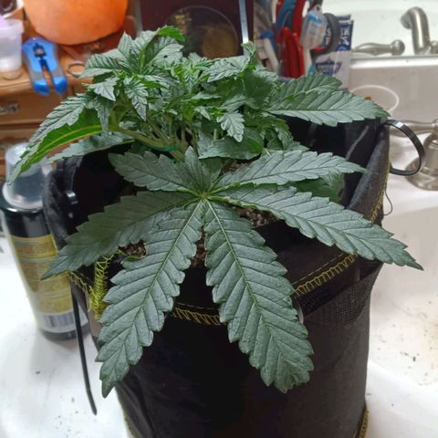 Gorilla Glue growlog timeline photo
