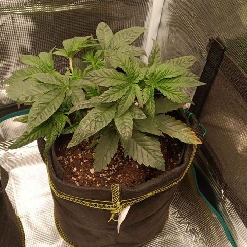 Gorilla Glue growlog timeline photo