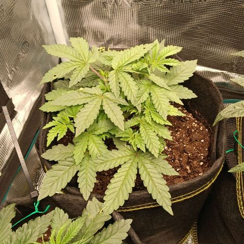 Gorilla Glue growlog timeline photo