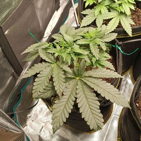 Gorilla Glue growlog timeline photo
