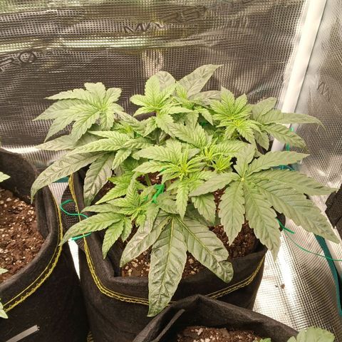 Gorilla Glue growlog timeline photo