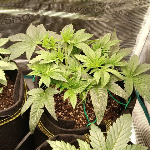 Gorilla Glue growlog timeline photo