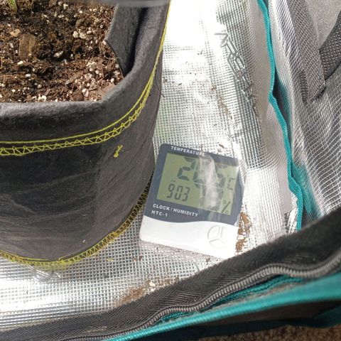 Gorilla Glue growlog timeline photo