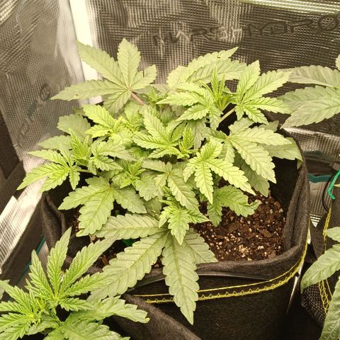 Gorilla Glue growlog timeline photo