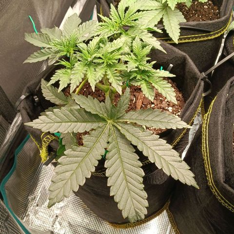 Gorilla Glue growlog timeline photo