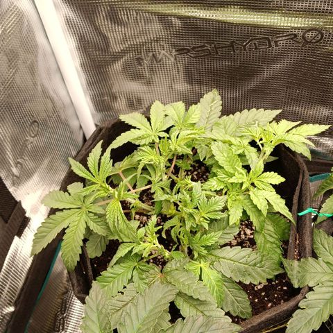Gorilla Glue growlog timeline photo