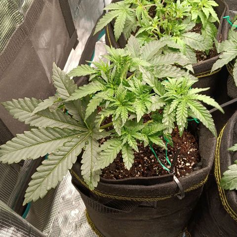 Gorilla Glue growlog timeline photo