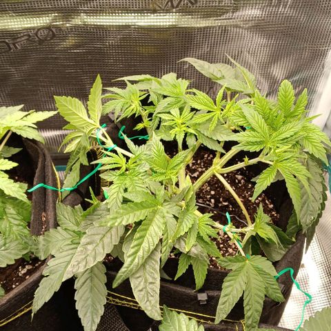 Gorilla Glue growlog timeline photo