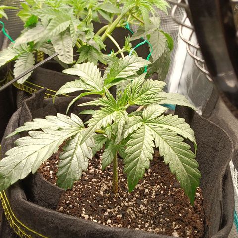 Gorilla Glue growlog timeline photo