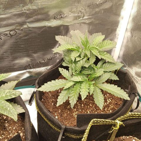Gorilla Glue growlog timeline photo