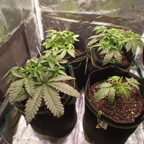 Gorilla Glue growlog timeline photo