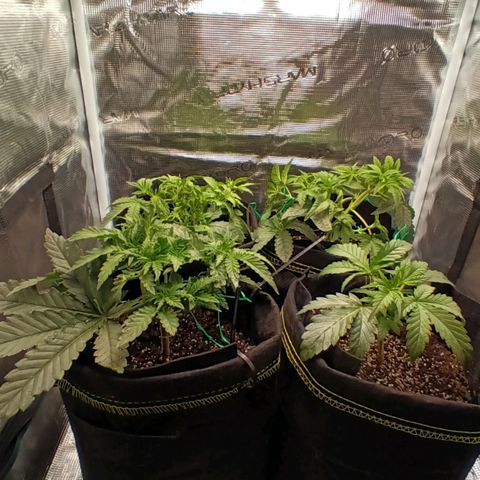 Gorilla Glue growlog timeline photo
