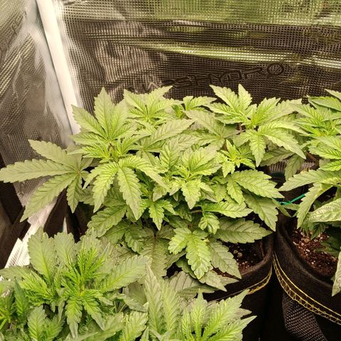 Gorilla Glue growlog timeline photo