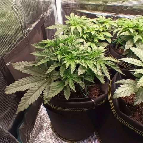 Gorilla Glue growlog timeline photo