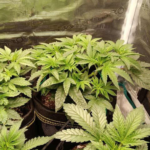 Gorilla Glue growlog timeline photo