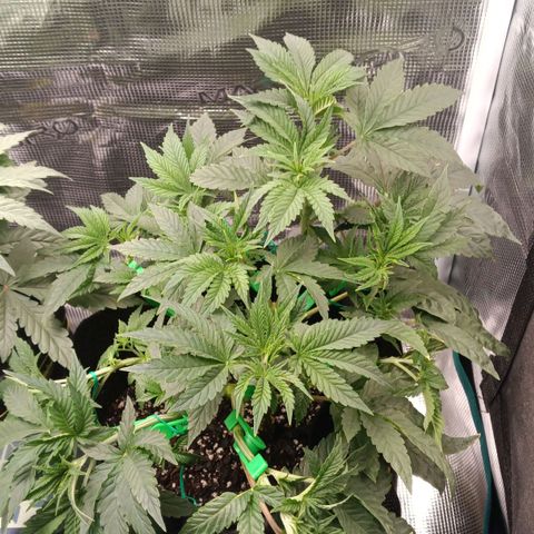 Gorilla Glue growlog timeline photo