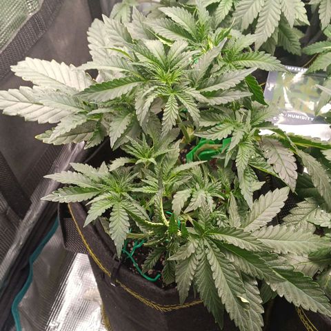 Gorilla Glue growlog timeline photo