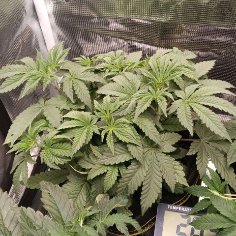 Gorilla Glue growlog timeline photo