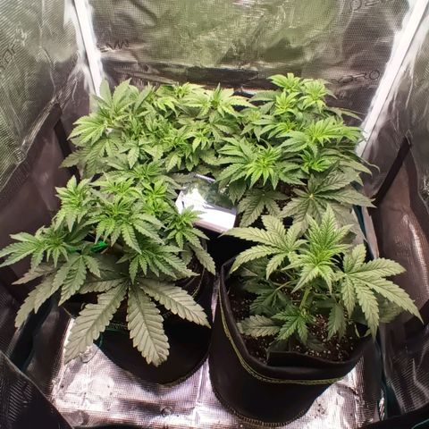 Gorilla Glue growlog timeline photo