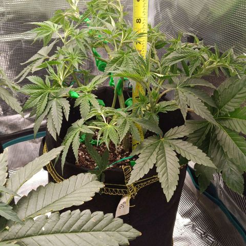 Gorilla Glue growlog timeline photo