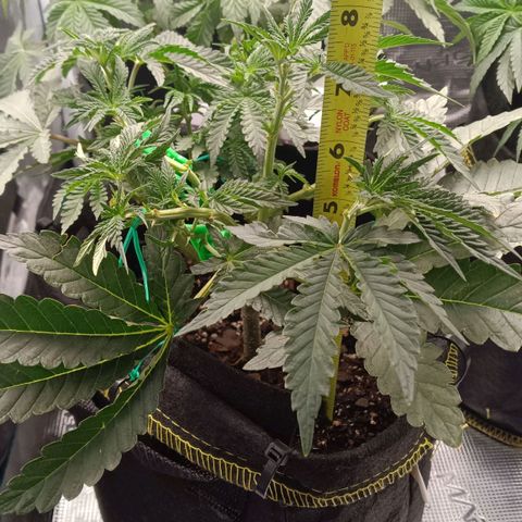 Gorilla Glue growlog timeline photo