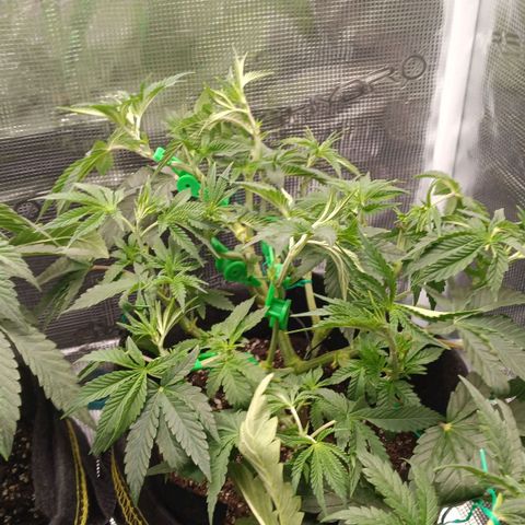 Gorilla Glue growlog timeline photo