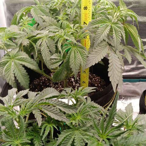 Gorilla Glue growlog timeline photo
